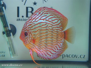 II. Český šampionát chovatelů terčovců 