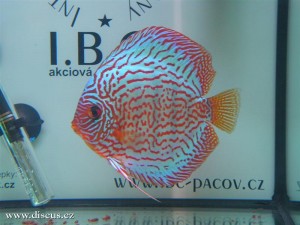 II. Český šampionát chovatelů terčovců 