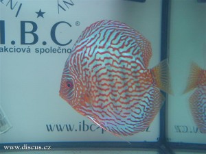 II. Český šampionát chovatelů terčovců 