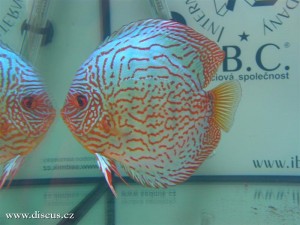 II. Český šampionát chovatelů terčovců 