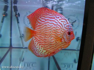 II. Český šampionát chovatelů terčovců 