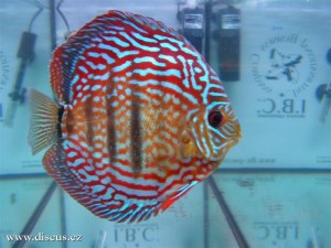 II. Český šampionát chovatelů terčovců 