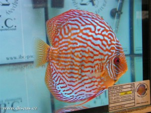 II. Český šampionát chovatelů terčovců 