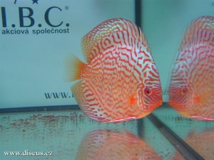 II. Český šampionát chovatelů terčovců 