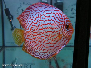 II. Český šampionát chovatelů terčovců 