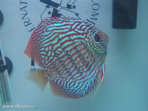 II. Český šampionát chovatelů terčovců 