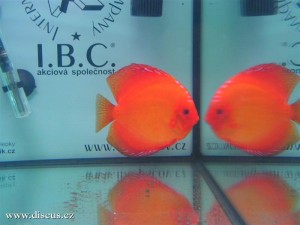 II. Český šampionát chovatelů terčovců 