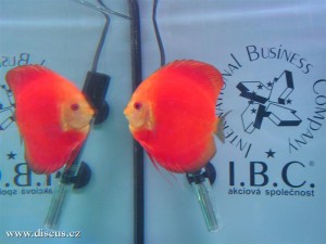 II. Český šampionát chovatelů terčovců 