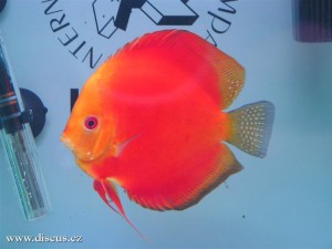 II. Český šampionát chovatelů terčovců 