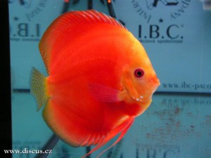 II. Český šampionát chovatelů terčovců 