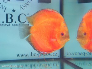 II. Český šampionát chovatelů terčovců 