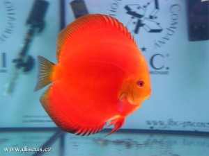 II. Český šampionát chovatelů terčovců 