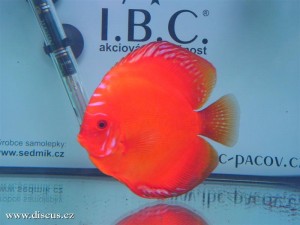 II. Český šampionát chovatelů terčovců 