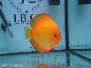 II. Český šampionát chovatelů terčovců 