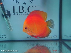 II. Český šampionát chovatelů terčovců 