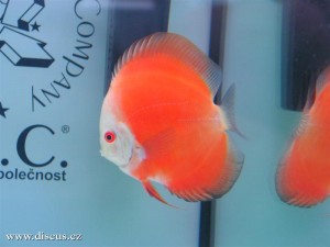 II. Český šampionát chovatelů terčovců 