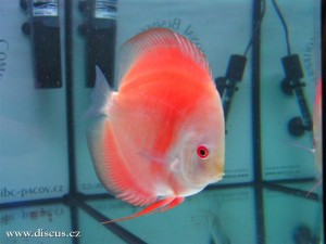 II. Český šampionát chovatelů terčovců 