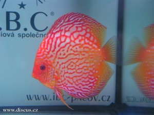 II. Český šampionát chovatelů terčovců 