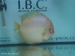 II. Český šampionát chovatelů terčovců 