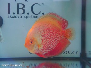 II. Český šampionát chovatelů terčovců 