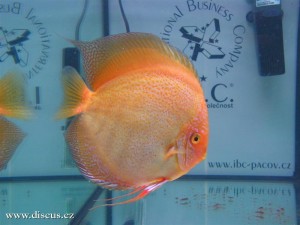 II. Český šampionát chovatelů terčovců 