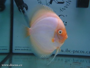 II. Český šampionát chovatelů terčovců 