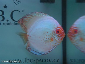 II. Český šampionát chovatelů terčovců 