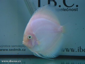 II. Český šampionát chovatelů terčovců 