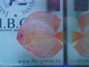 II. Český šampionát chovatelů terčovců 