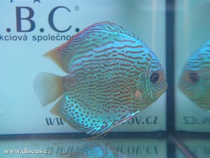 II. Český šampionát chovatelů terčovců 