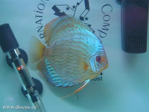 II. Český šampionát chovatelů terčovců 