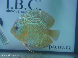 II. Český šampionát chovatelů terčovců 