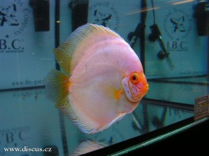 II. Český šampionát chovatelů terčovců 