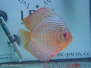 II. Český šampionát chovatelů terčovců 