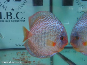 II. Český šampionát chovatelů terčovců 