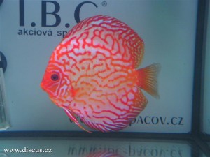 II. Český šampionát chovatelů terčovců 