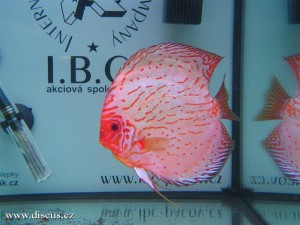 II. Český šampionát chovatelů terčovců 