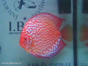 II. Český šampionát chovatelů terčovců 