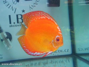 II. Český šampionát chovatelů terčovců 