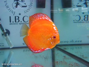 II. Český šampionát chovatelů terčovců 