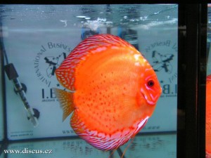 II. Český šampionát chovatelů terčovců 