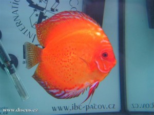 II. Český šampionát chovatelů terčovců 