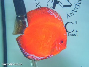 II. Český šampionát chovatelů terčovců 