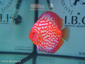 II. Český šampionát chovatelů terčovců 