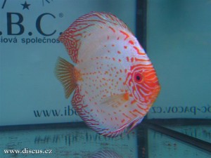 II. Český šampionát chovatelů terčovců 