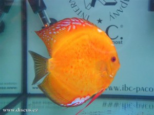 II. Český šampionát chovatelů terčovců 