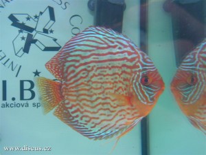 II. Český šampionát chovatelů terčovců 