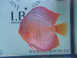 II. Český šampionát chovatelů terčovců 