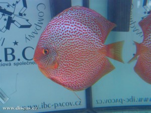 II. Český šampionát chovatelů terčovců 