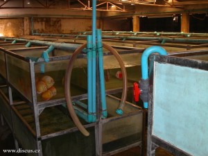 Kitti Discus farm